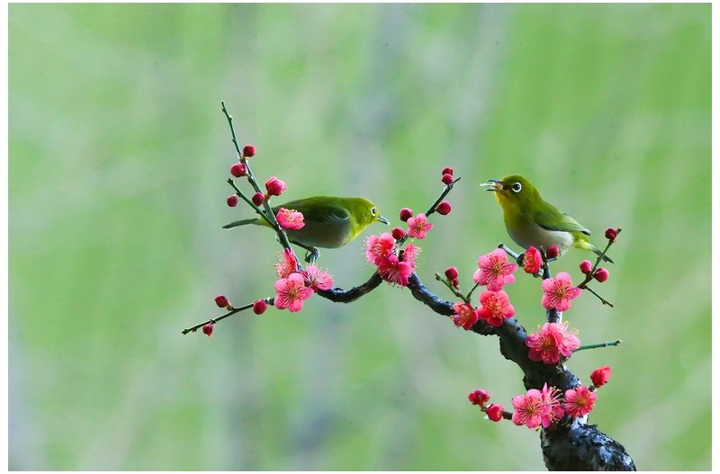 PHOTO BY WO2YA LAB  | Canon EOS-1D X Mark II  | 2024:02:07 16:52:48  | ISO-3200 | 1/2000 sec | f 16 | 360 mm | EV=0 | ● WIDTH:1800 pixels  HEIGHT:1200 pixels