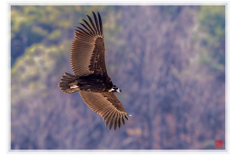 PHOTO BY  | NIKON Z 9  | 2024:02:13 13:04:17  | ISO-2000 | 1/1600 sec | f 6.3 | 600 mm | EV=1 | ● WIDTH:1500 pixels  HEIGHT:1031 pixels