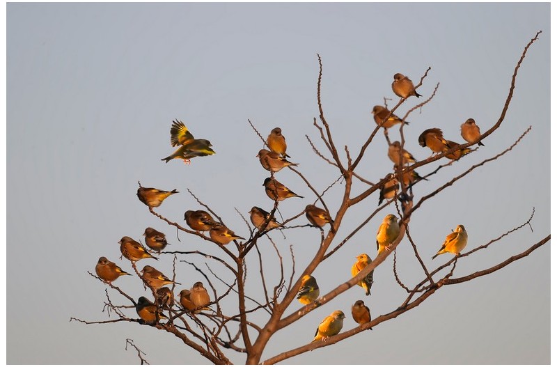 PHOTO BY WO2YA LAB  | Canon EOS-1D X Mark II  | 2024:02:07 16:52:48  | ISO-3200 | 1/2000 sec | f 16 | 360 mm | EV=0 | ● WIDTH:1800 pixels  HEIGHT:1200 pixels
