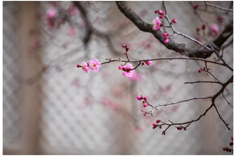 PHOTO BY  | Canon EOS 5D Mark IV  | 2024:02:13 11:42:21  | ISO-160 | 1/500 sec | f 2.8 | 200 mm | EV=0 | ● WIDTH:1500 pixels  HEIGHT:1000 pixels
