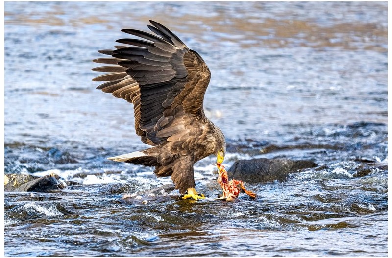 PHOTO BY park haesig  | NIKON Z 9  | 2024:02:16 11:42:36  | ISO-640 | 1/2000 sec | f 5.6 | 840 mm | EV=0 | ● WIDTH:1500 pixels  HEIGHT:1000 pixels