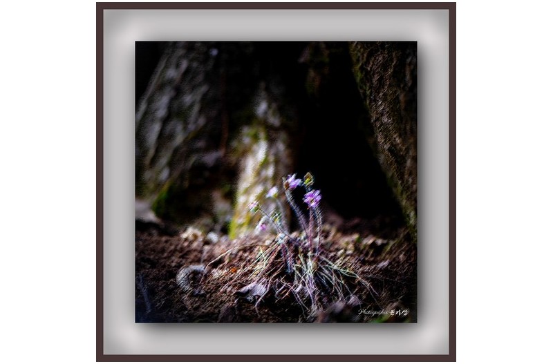 PHOTO BY YGS  | NIKON D850  | 2024:02:11 09:38:06  | ISO-100 | 1/200 sec | f 3 | 105 mm | EV=0 | ● WIDTH:1530 pixels  HEIGHT:1530 pixels