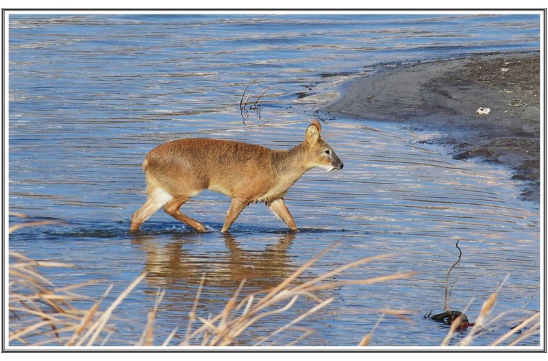 PHOTO BY      | NIKON D500  | 2024:02:16 13:28:18  | ISO-800 | 1/3200 sec | f 9 | 500 mm | EV=-0.7 | ● WIDTH:5568 pixels  HEIGHT:3712 pixels