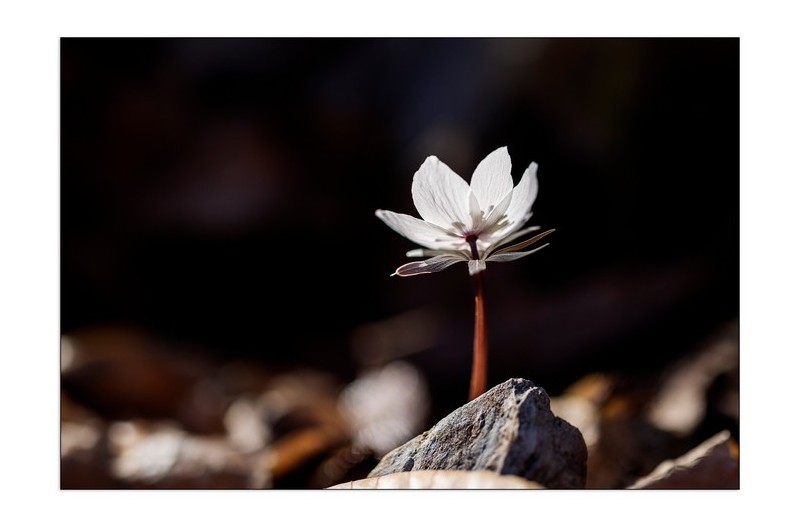 PHOTO BY  | Canon EOS R5  | 2024:02:17 10:35:42  | ISO-100 | 1/1250 sec | f 2.8 | 100 mm | EV=0 | ● WIDTH:2200 pixels  HEIGHT:1533 pixels