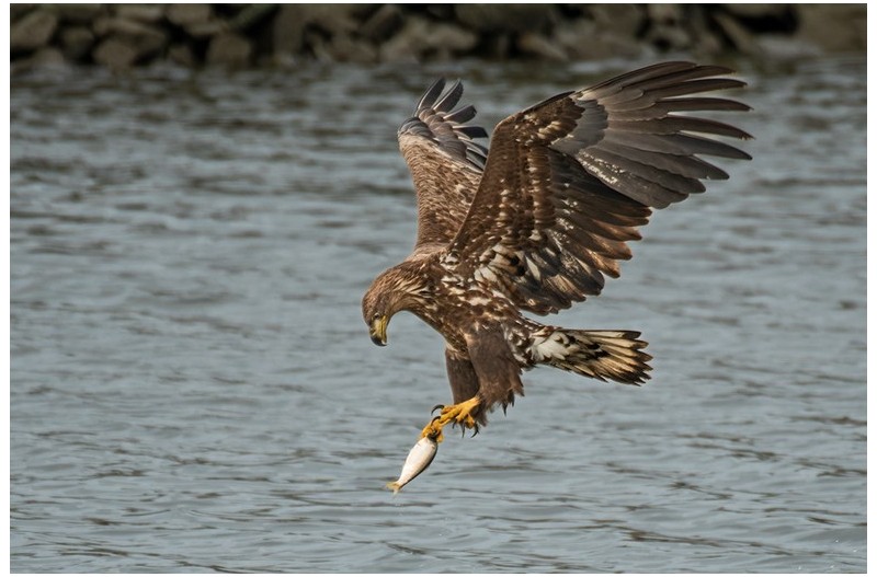 PHOTO BY  | NIKON D500  | 2024:02:17 09:12:48  | ISO-360 | 1/2500 sec | f 4 | 600 mm | EV=0 | ● WIDTH:1200 pixels  HEIGHT:800 pixels
