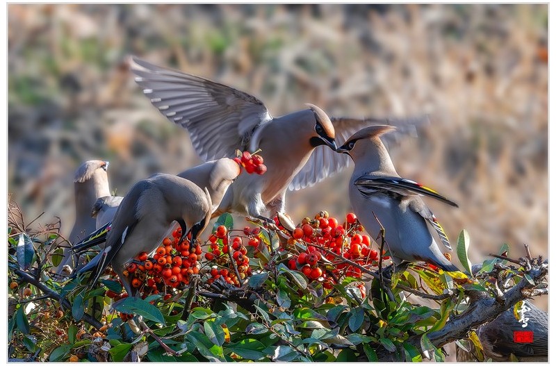 PHOTO BY  | NIKON Z 9  | 2024:02:17 16:11:41  | ISO-2000 | 1/500 sec | f 14 | 600 mm | EV=0.3 | ● WIDTH:1700 pixels  HEIGHT:1133 pixels