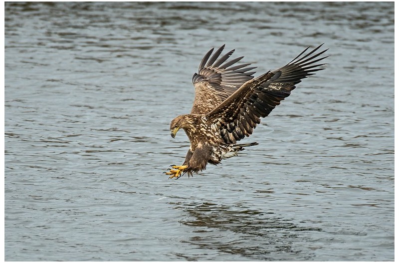PHOTO BY  | NIKON D500  | 2024:02:17 09:12:47  | ISO-360 | 1/2500 sec | f 4 | 600 mm | EV=0 | ● WIDTH:1200 pixels  HEIGHT:800 pixels