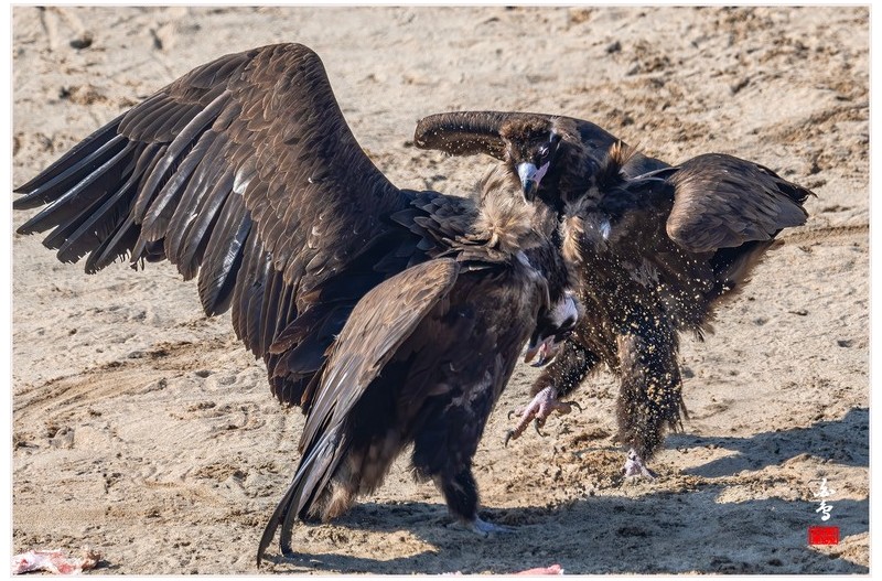 PHOTO BY  | NIKON Z 9  | 2024:01:30 12:44:42  | ISO-640 | 1/2500 sec | f 7.1 | 840 mm | EV=-0.7 | ● WIDTH:1700 pixels  HEIGHT:1132 pixels