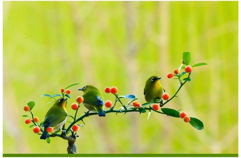 PHOTO BY WO2YA LAB  | Canon EOS-1D X Mark II  | 2024:02:07 16:52:49  | ISO-3200 | 1/2000 sec | f 14 | 360 mm | EV=0 | ● WIDTH:1800 pixels  HEIGHT:1200 pixels
