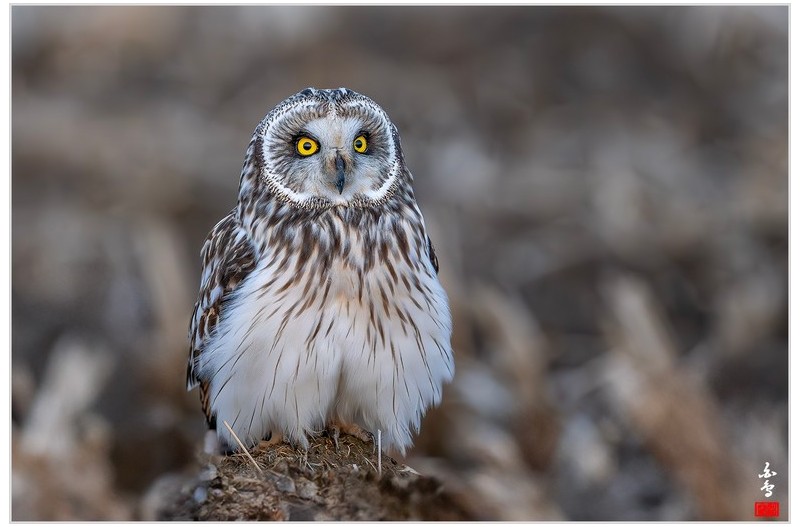 PHOTO BY  | NIKON Z 9  | 2024:02:16 18:08:53  | ISO-2500 | 1/500 sec | f 4.5 | 600 mm | EV=0 | ● WIDTH:1700 pixels  HEIGHT:1133 pixels