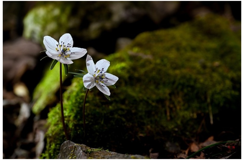 PHOTO BY  | NIKON Z 7_2  | 2024:02:18 11:15:29  | ISO-80 | 1/50 sec | f 7.1 | 115 mm | EV=0 | ● WIDTH:8256 pixels  HEIGHT:5504 pixels