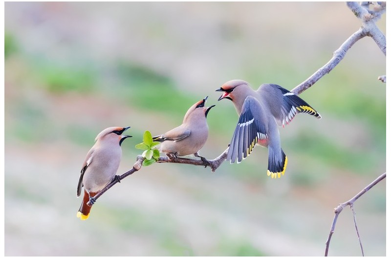 PHOTO BY  | Canon EOS-1D X Mark II  | 2021:03:14 17:07:08  | ISO-5000 | 1/2500 sec | f 5.6 | 600 mm | EV=0.3 | ● WIDTH:1800 pixels  HEIGHT:1201 pixels