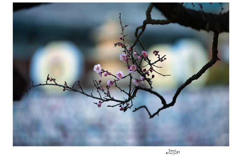 PHOTO BY Kwon Young Woo  | NIKON D850  | 2024:02:17 07:26:37  | ISO-100 | 1/60 sec | f 2.8 | 175 mm | EV=-0.7 | ● WIDTH:1326 pixels  HEIGHT:947 pixels