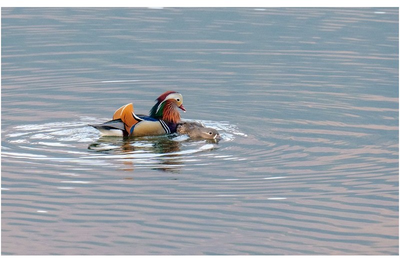 PHOTO BY KKY_CWANG_YEOL  | NIKON Z 8  | 2024:02:12 07:51:37  | ISO-2000 | 1/250 sec | f 8 | 400 mm | EV=0.3 | ● WIDTH:3788 pixels  HEIGHT:2368 pixels