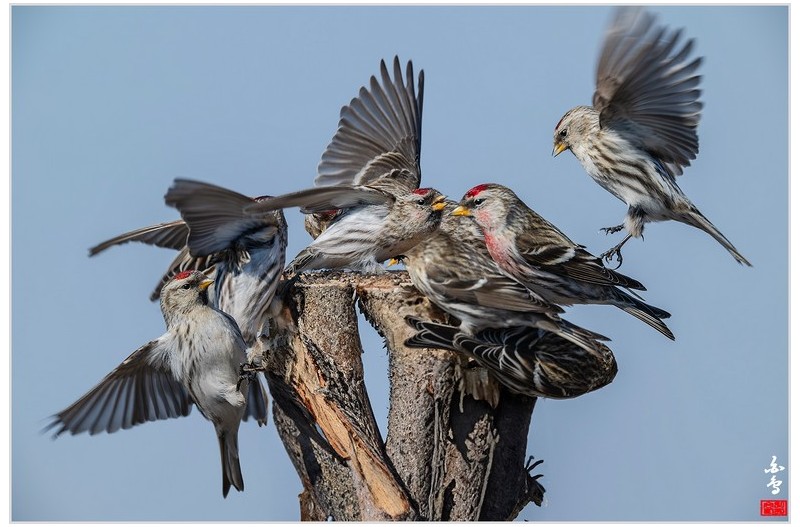 PHOTO BY  | NIKON Z 9  | 2024:02:16 11:18:37  | ISO-400 | 1/1250 sec | f 8 | 840 mm | EV=0.3 | ● WIDTH:1700 pixels  HEIGHT:1133 pixels