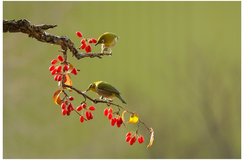 PHOTO BY WO2YA LAB  | Canon EOS-1D X Mark II  | 2024:02:07 16:52:53  | ISO-3200 | 1/2000 sec | f 16 | 360 mm | EV=0 | ● WIDTH:1800 pixels  HEIGHT:1200 pixels