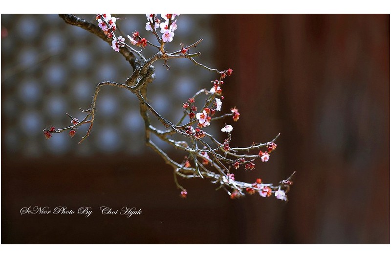 PHOTO BY  | Canon EOS R6  | 2024:02:21 09:32:30  | ISO-200 | 1/100 sec | f 4 | 98 mm | EV=0 | ● WIDTH:1500 pixels  HEIGHT:888 pixels