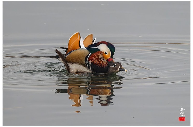 PHOTO BY  | NIKON Z 9  | 2024:02:18 08:51:34  | ISO-1250 | 1/1250 sec | f 8 | 1176 mm | EV=0 | ● WIDTH:1700 pixels  HEIGHT:1133 pixels