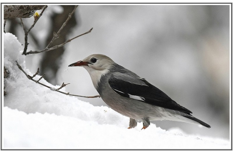 PHOTO BY                                       | NIKON Z 7_2  | 2024:02:22 23:49:47  | ISO-800 | 1/2500 sec | f 5.6 | 500 mm | EV=0.3 | ● WIDTH:4048 pixels  HEIGHT:2696 pixels