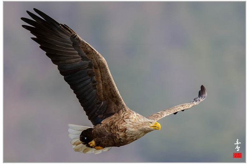 PHOTO BY  | NIKON Z 9  | 2024:02:26 10:35:27  | ISO-800 | 1/1250 sec | f 8 | 1176 mm | EV=0.3 | ● WIDTH:1700 pixels  HEIGHT:1132 pixels