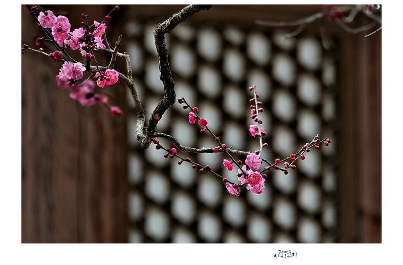 PHOTO BY Kwon Young Woo  | NIKON D850  | 2024:02:17 07:47:47  | ISO-640 | 1/1250 sec | f 2.8 | 70 mm | EV=-0.7 | ● WIDTH:1326 pixels  HEIGHT:947 pixels