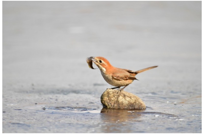PHOTO BY WO2YA LAB  | Canon EOS-1D X Mark II  | 2024:02:23 10:59:45  | ISO-3200 | 1/2000 sec | f 13 | 400 mm | EV=0 | ● WIDTH:1800 pixels  HEIGHT:1200 pixels
