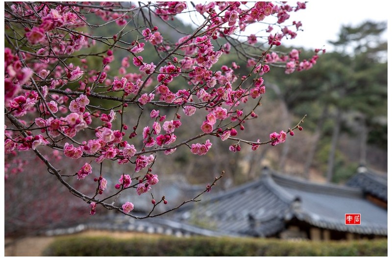 PHOTO BY changickheun  | Canon EOS-1D X Mark III  | 2024:02:27 11:53:26  | ISO-200 | 1/125 sec | f 7.1 | 82 mm | EV=0 | ● WIDTH:1800 pixels  HEIGHT:1200 pixels