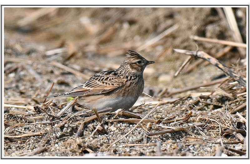 PHOTO BY                                       | NIKON Z 7_2  | 2024:02:26 22:39:10  | ISO-500 | 1/2500 sec | f 6.3 | 480 mm | EV=0.3 | ● WIDTH:6192 pixels  HEIGHT:3480 pixels