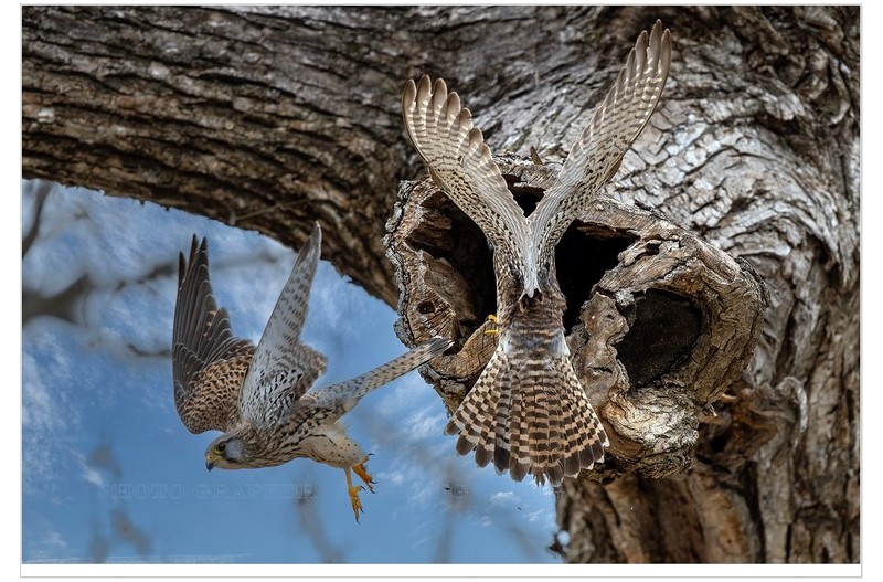 PHOTO BY  | NIKON Z 8  | 2024:02:27 12:13:50  | ISO-1000 | 1/2500 sec | f 5.6 | 600 mm | EV=0 | ● WIDTH:5926 pixels  HEIGHT:3951 pixels