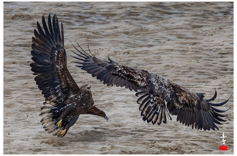PHOTO BY  | NIKON Z 9  | 2024:02:27 12:43:28  | ISO-1600 | 1/4000 sec | f 7.1 | 840 mm | EV=0 | ● WIDTH:1700 pixels  HEIGHT:1132 pixels