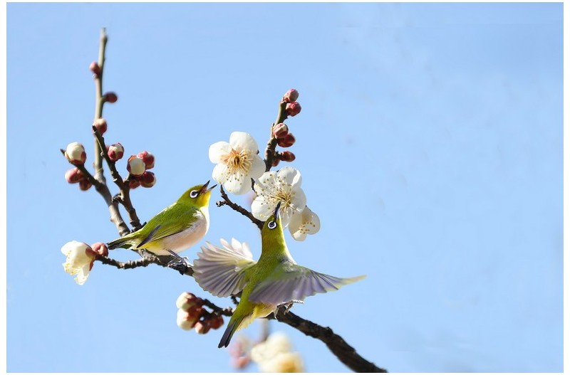 PHOTO BY WO2YA LAB  | Canon EOS-1D X Mark II  | 2024:02:23 10:59:49  | ISO-3200 | 1/2000 sec | f 13 | 400 mm | EV=0 | ● WIDTH:1800 pixels  HEIGHT:1200 pixels