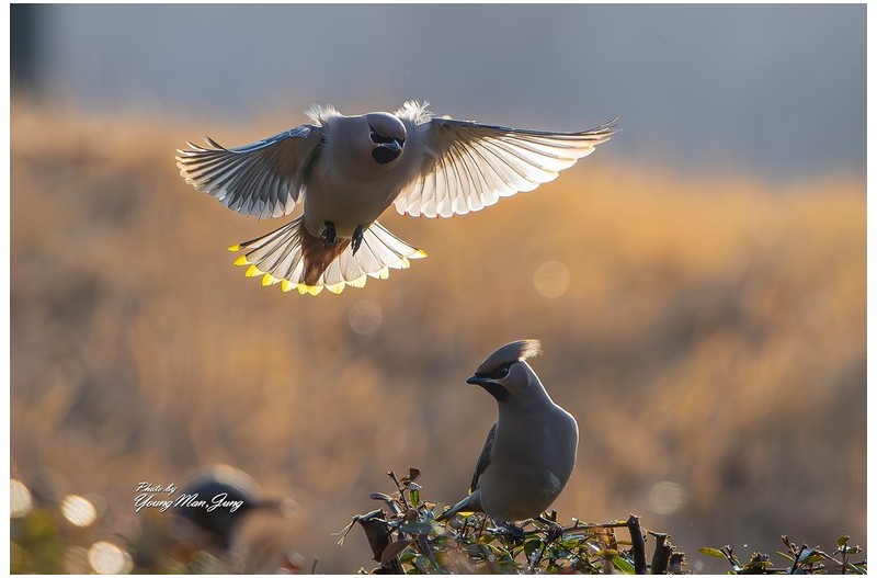 PHOTO BY  | NIKON Z 9  | 2024:02:17 16:45:34  | ISO-1400 | 1/5000 sec | f 5 | 600 mm | EV=0 | ● WIDTH:  HEIGHT: