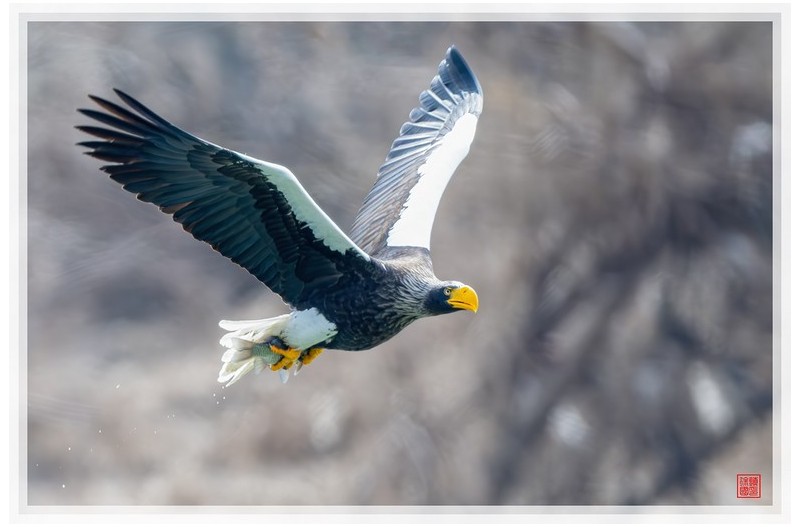 PHOTO BY  | NIKON Z 9  | 2024:02:27 13:30:14  | ISO-1000 | 1/1250 sec | f 5.6 | 840 mm | EV=-0.3 | ● WIDTH:1500 pixels  HEIGHT:999 pixels