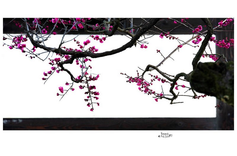 PHOTO BY Kwon Young Woo  | NIKON D850  | 2024:02:17 07:39:26  | ISO-400 | 1/100 sec | f 8 | 185 mm | EV=-0.7 | ● WIDTH:1326 pixels  HEIGHT:691 pixels