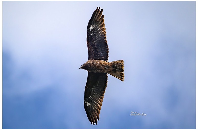 PHOTO BY  | NIKON Z 9  | 2024:02:26 14:53:08  | ISO-220 | 1/1600 sec | f 8 | 560 mm | EV=0 | ● WIDTH:  HEIGHT: