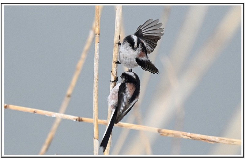 PHOTO BY                                       | NIKON Z 7_2  | 2024:02:29 22:18:29  | ISO-800 | 1/3200 sec | f 5.6 | 290 mm | EV=0.3 | ● WIDTH:5152 pixels  HEIGHT:4120 pixels