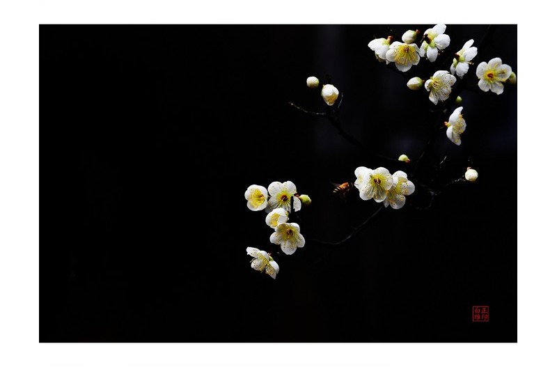 PHOTO BY  | NIKON D5  | 2024:02:28 13:52:14  | ISO-1600 | 125/100000 sec | f 11 | 260 mm | EV=0 | ● WIDTH:1800 pixels  HEIGHT:1365 pixels