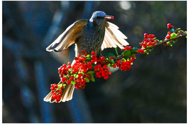 PHOTO BY WO2YA LAB  | Canon EOS-1D X Mark II  | 2024:02:23 10:59:54  | ISO-3200 | 1/2000 sec | f 14 | 400 mm | EV=0 | ● WIDTH:1800 pixels  HEIGHT:1200 pixels
