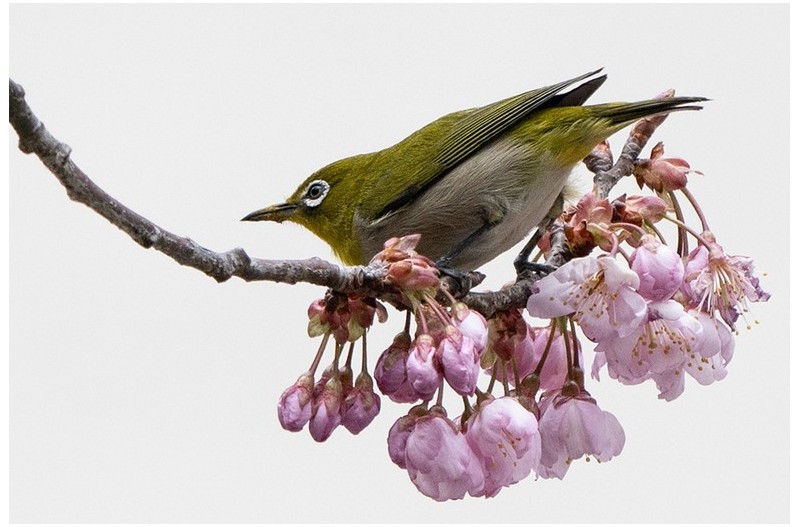 PHOTO BY KWON BYUNG JIN  | NIKON Z 8  | 2024:03:03 14:16:47  | ISO-100 | 1/1250 sec | f 6.3 | 600 mm | EV=0 | ● WIDTH:958 pixels  HEIGHT:639 pixels