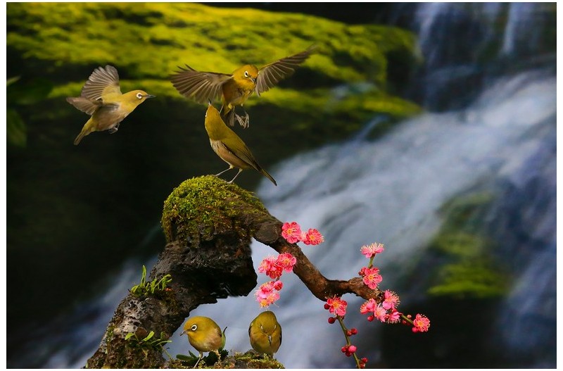 PHOTO BY WO2YA LAB  | Canon EOS-1D X Mark II  | 2024:03:04 11:18:21  | ISO-3200 | 1/8000 sec | f 7.1 | 300 mm | EV=0 | ● WIDTH:1800 pixels  HEIGHT:1200 pixels