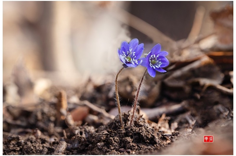 PHOTO BY changickheun  | Canon EOS-1D X Mark III  | 2024:03:08 10:15:39  | ISO-400 | 1/160 sec | f 5.6 | 100 mm | EV=0 | ● WIDTH:1800 pixels  HEIGHT:1200 pixels