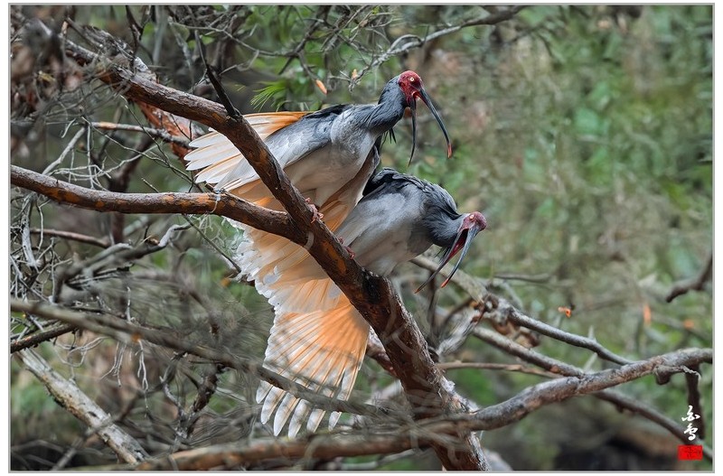PHOTO BY  | NIKON Z 9  | 2024:03:06 16:12:19  | ISO-2500 | 1/500 sec | f 5.6 | 500 mm | EV=-0.3 | ● WIDTH:1700 pixels  HEIGHT:1132 pixels