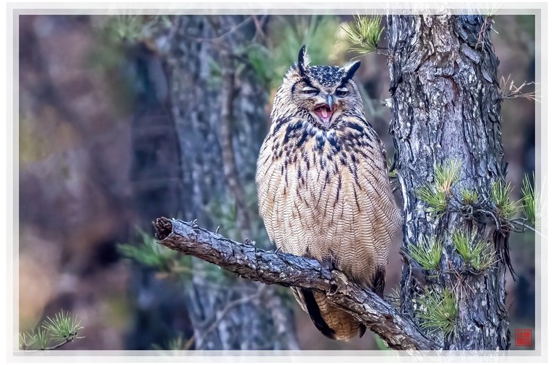 PHOTO BY  | NIKON Z 9  | 2024:03:08 16:26:25  | ISO-2800 | 1/640 sec | f 5.6 | 840 mm | EV=0 | ● WIDTH:1500 pixels  HEIGHT:999 pixels