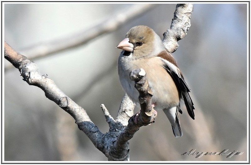 PHOTO BY                                       | NIKON Z 7_2  | 2024:03:08 21:55:29  | ISO-400 | 1/1600 sec | f 5.6 | 480 mm | EV=0.7 | ● WIDTH:8256 pixels  HEIGHT:5504 pixels