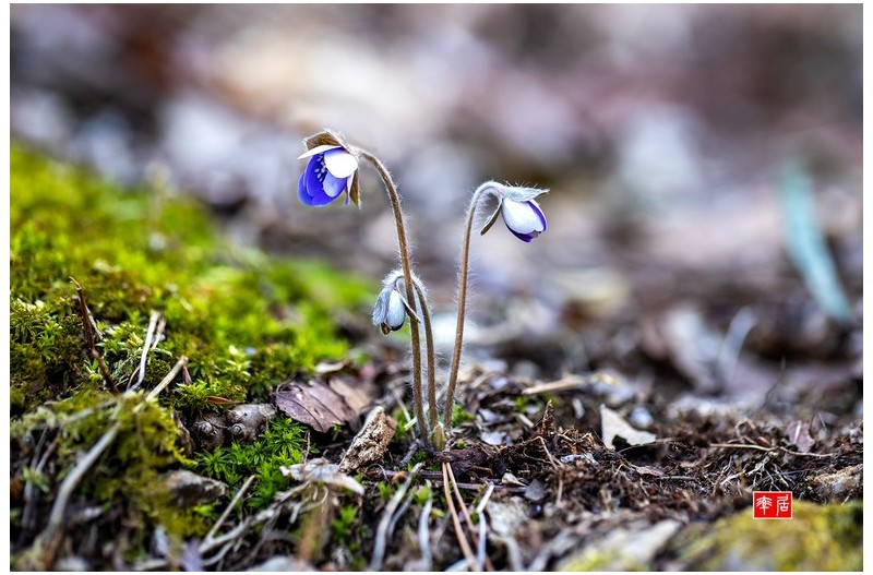 PHOTO BY changickheun  | Canon EOS-1D X Mark III  | 2024:03:09 13:27:43  | ISO-400 | 1/250 sec | f 3.5 | 100 mm | EV=0 | ● WIDTH:1800 pixels  HEIGHT:1200 pixels