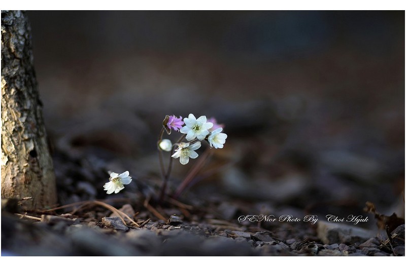 PHOTO BY  | Canon EOS R6  | 2024:03:09 10:29:04  | ISO-100 | 1/320 sec | f 1.8 | 85 mm | EV=0 | ● WIDTH:1800 pixels  HEIGHT:1100 pixels