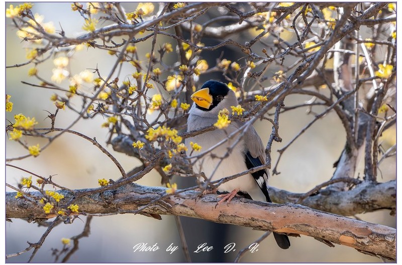 PHOTO BY  | NIKON D500  | 2024:03:02 10:30:16  | ISO-2000 | 1/1000 sec | f 8 | 500 mm | EV=0.3 | ● WIDTH:1700 pixels  HEIGHT:1134 pixels
