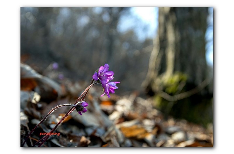 PHOTO BY jps  | Canon EOS R6  | 2024:03:10 12:38:28  | ISO-100 | 1/100 sec | f 5.6 | 28 mm | EV=-0.7 | ● WIDTH:1595 pixels  HEIGHT:1185 pixels