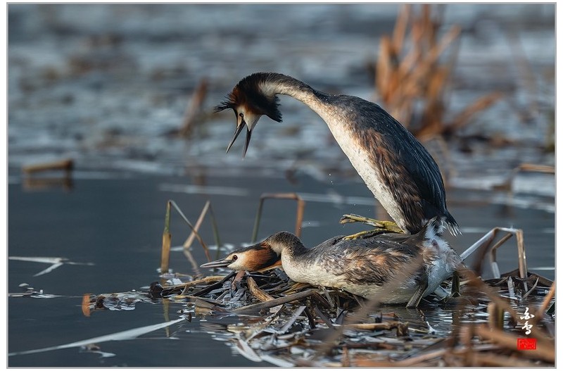 PHOTO BY  | NIKON Z 9  | 2024:03:13 07:16:57  | ISO-3200 | 1/1600 sec | f 5.6 | 840 mm | EV=-0.3 | ● WIDTH:1700 pixels  HEIGHT:1133 pixels