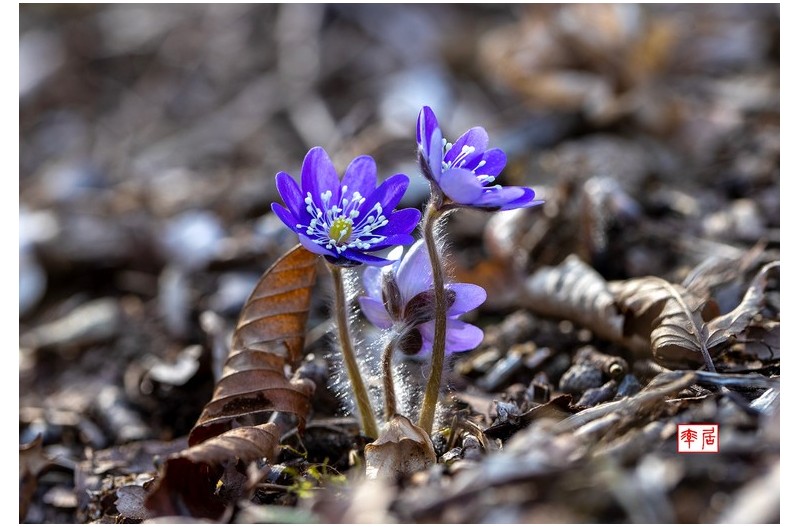 PHOTO BY changickheun  | Canon EOS-1D X Mark III  | 2024:03:14 13:25:34  | ISO-200 | 1/160 sec | f 5.6 | 100 mm | EV=0 | ● WIDTH:1800 pixels  HEIGHT:1233 pixels